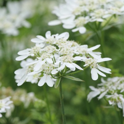 Lúčovka veľkokvetá