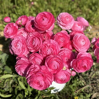 Ružové iskerníky 15 ks