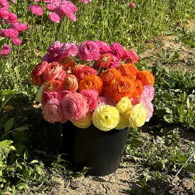 50 g MIX iskerníky (VÝPREDAJ na váhu)